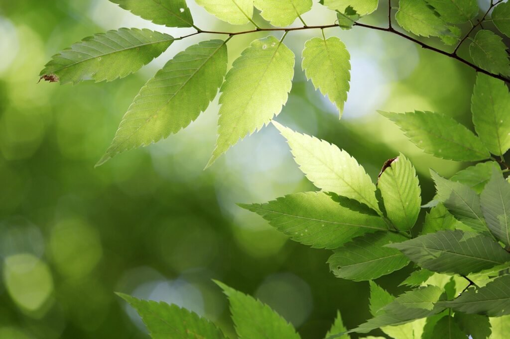 leaves, tree, plant, green, abstract, chartreuse, forest, state of the union, nature, leaves, leaves, green, abstract, abstract, abstract, abstract, abstract, forest
